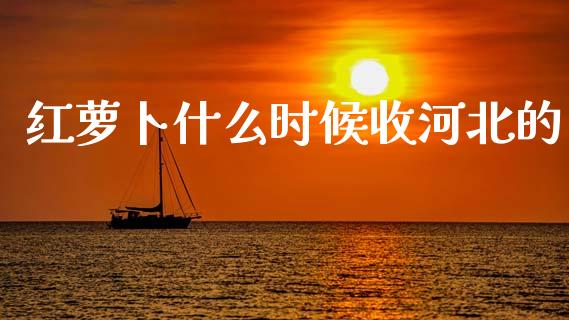 红萝卜什么时候收河北的_https://wap.lcpcjs.com_股港行情_第1张